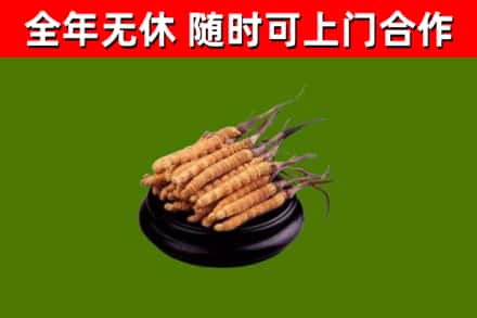 宁化县烟酒回收冬虫夏草.jpg